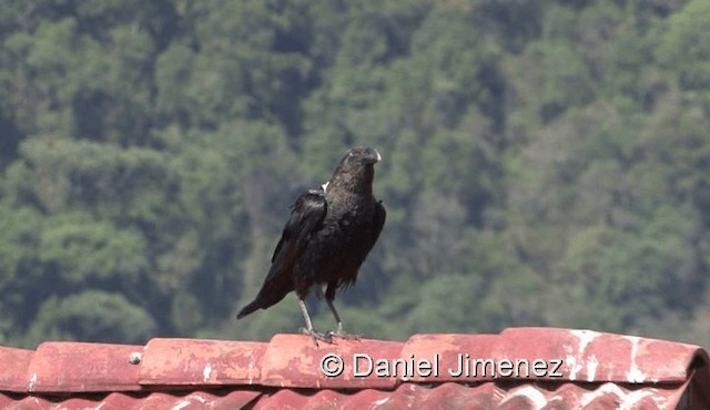 White-necked Raven - ML201971911