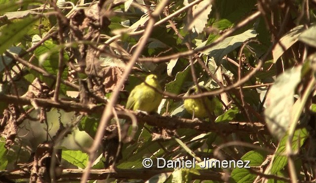 Anteojitos Verde - ML201971921