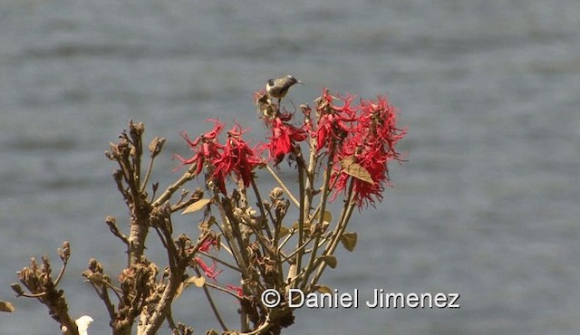キフサタイヨウチョウ - ML201971961