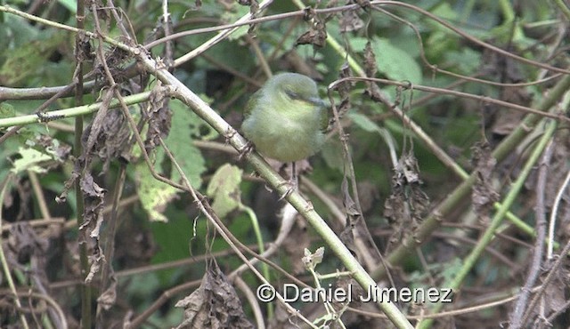 Green-backed Camaroptera (Gray-backed) - ML201971981