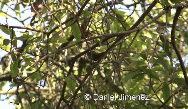 Collared Sunbird - ML201972001