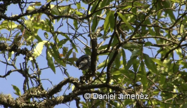 Gray Cuckooshrike - ML201972011