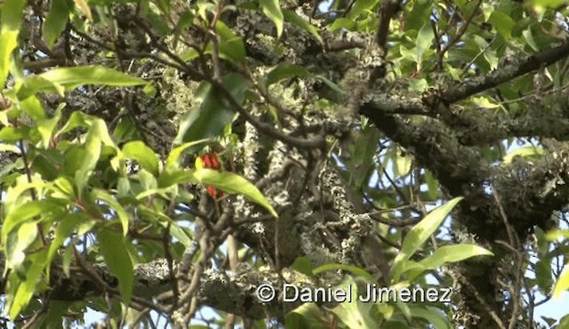 Königsnektarvogel - ML201972031