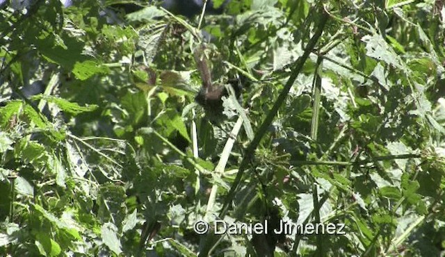 Banded Prinia (Black-faced) - ML201972121