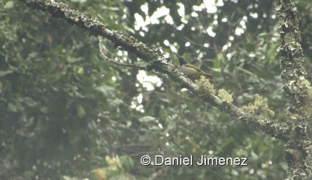 Ruwenzorinektarvogel - ML201972131