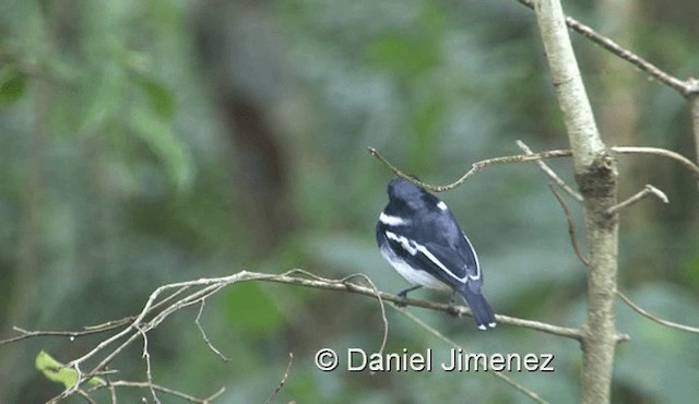 Rwenzori Batis - ML201972151