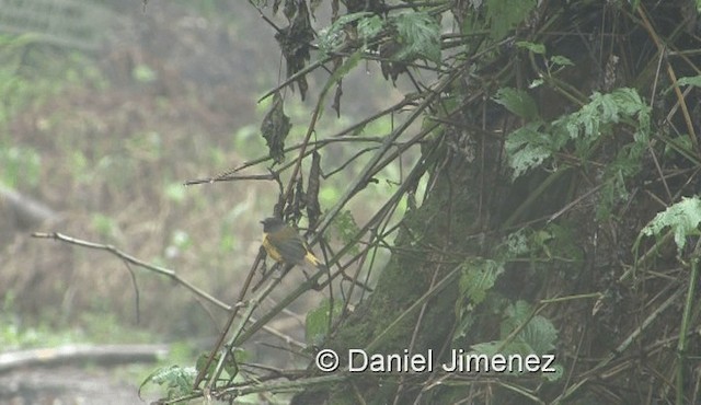 Колоратка чорногорла - ML201972181