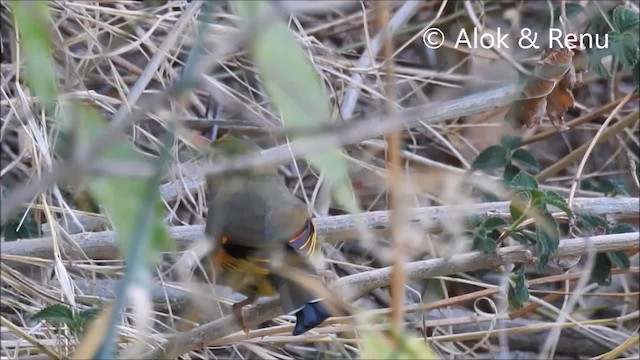 Red-billed Leiothrix - ML201972241