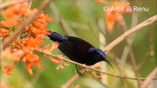 Black-throated Sunbird - ML201972251