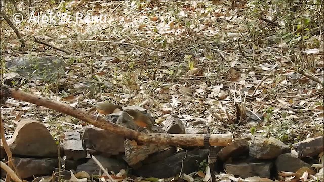 White-throated Laughingthrush - ML201972281