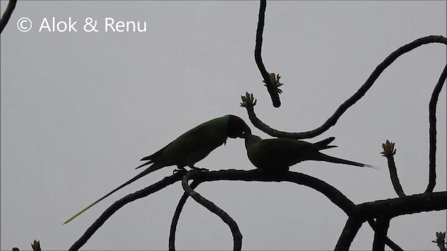 Slaty-headed Parakeet - ML201972291