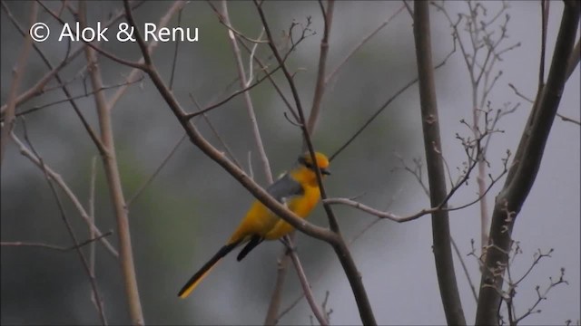 赤紅山椒鳥(speciosus群) - ML201972321