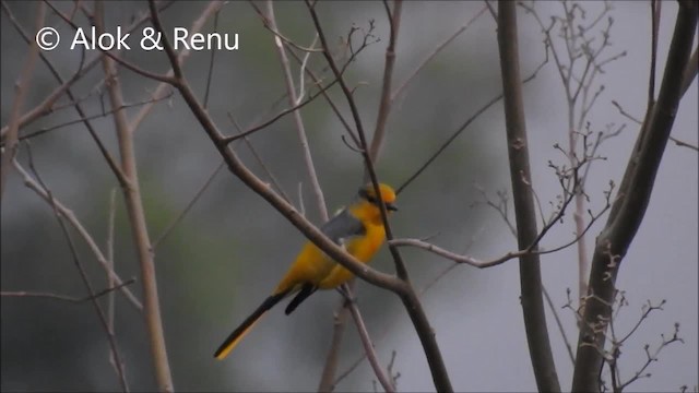 Scarlet Minivet (Scarlet) - ML201972321