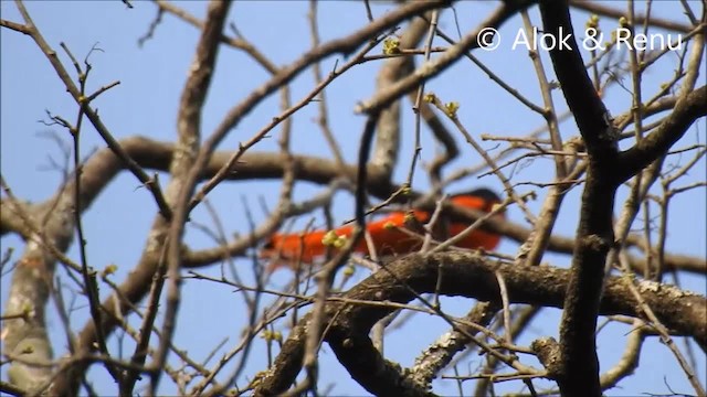 Scarlet Minivet (Scarlet) - ML201972331