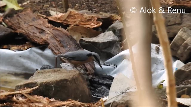 Chestnut-bellied Nuthatch - ML201972351