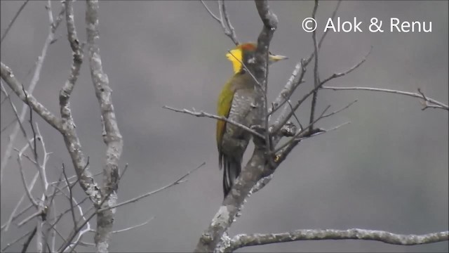 Pic à huppe jaune - ML201972371