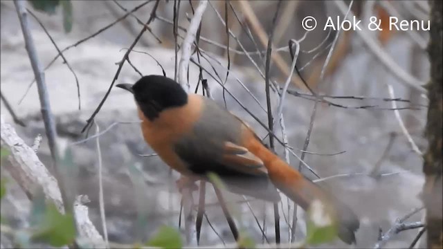 Rufous Sibia - ML201972381