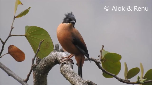 Rufous Sibia - ML201972391