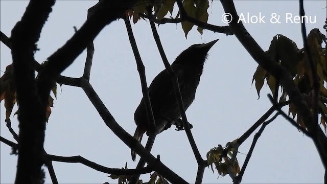 Büyük Barbet - ML201972401