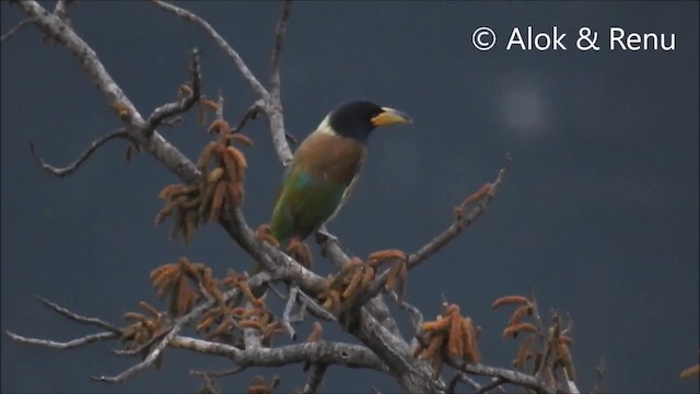 Büyük Barbet - ML201972411