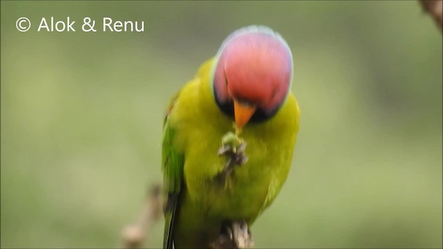 Plum-headed Parakeet - ML201972421