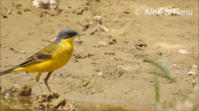 Western Yellow Wagtail (thunbergi) - ML201972451