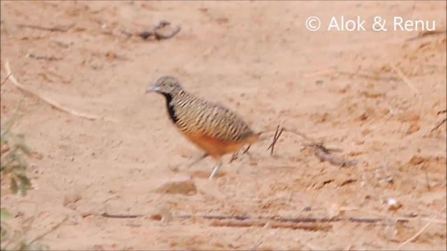 Barred Buttonquail - ML201972491