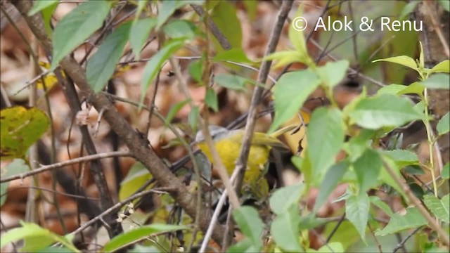 Mosquitero Cabecigrís - ML201972541