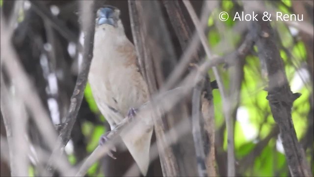 Indian Silverbill - ML201972651