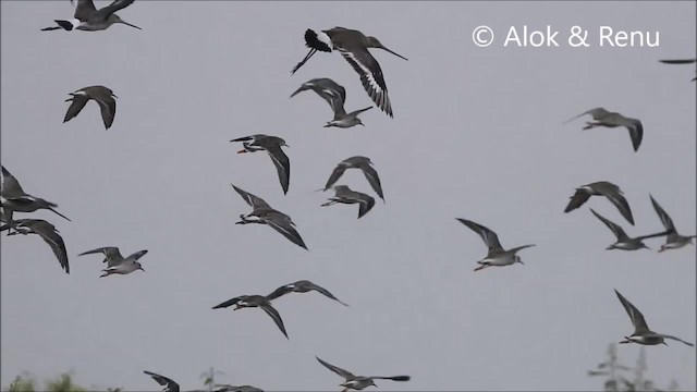 Black-tailed Godwit (limosa) - ML201972721