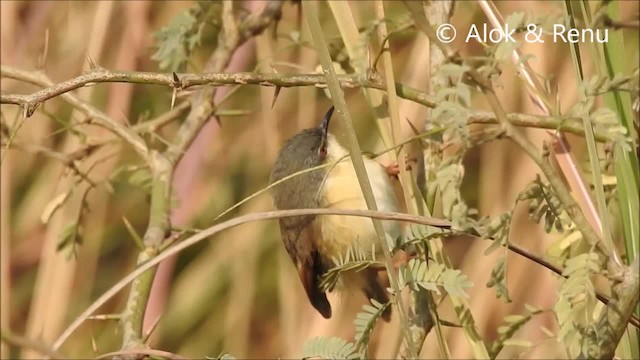 Prinia cendrée - ML201972761