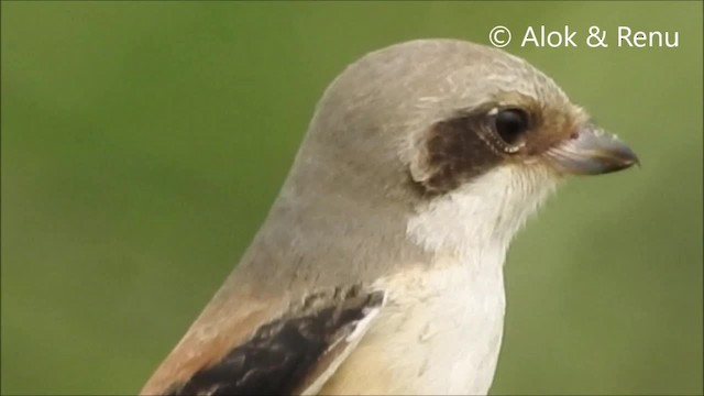 Bay-backed Shrike - ML201972781