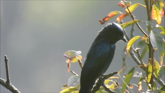 Bronzed Drongo - ML201972841