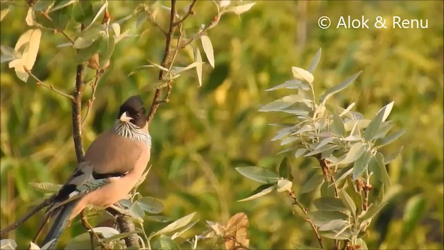 Black-headed Jay - ML201972871