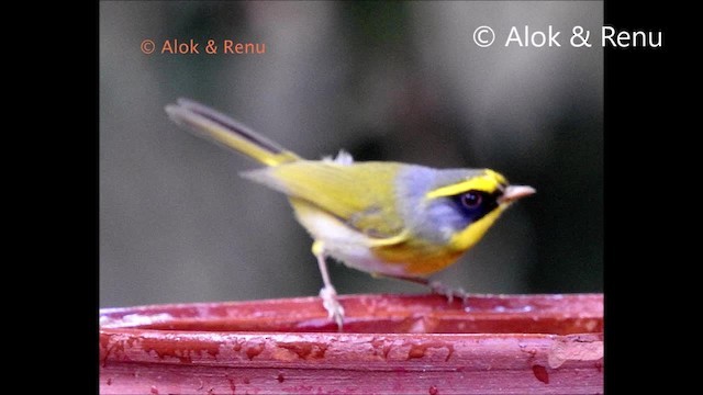 Black-faced Warbler - ML201972901