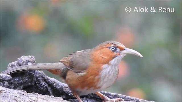 ホオアカマルハシ - ML201972911