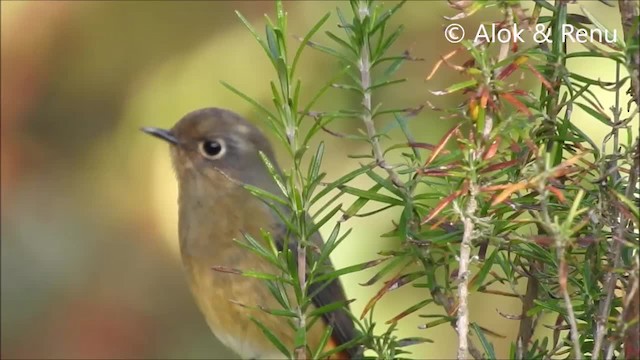 Blue-fronted Redstart - ML201972921