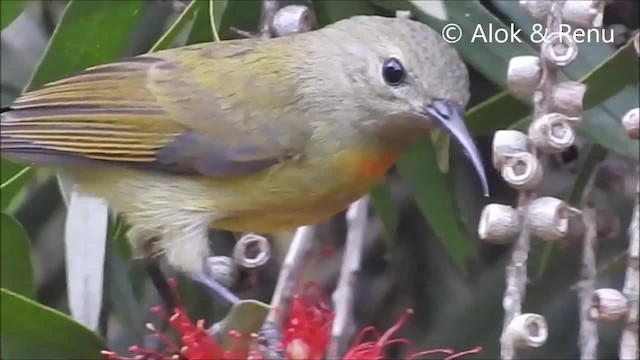 Green-tailed Sunbird (Green-tailed) - ML201972931