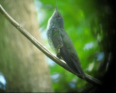 kolibřík pestrý [skupina versicolor] - ML201973001