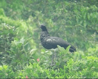 Horned Screamer - ML201973021