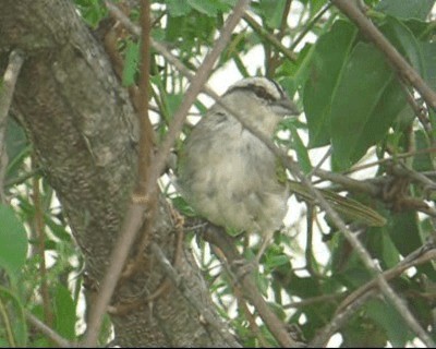 Tocuyo Sparrow - ML201973031