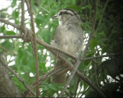 Tocuyo Sparrow - ML201973041