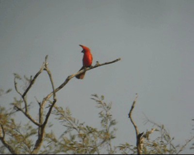 Cardenal de la Guajira - ML201973051