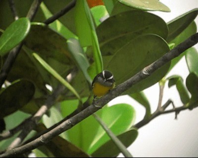 Bananaquit (Continental) - ML201973061