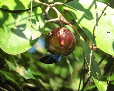 Purple Honeycreeper - ML201973101