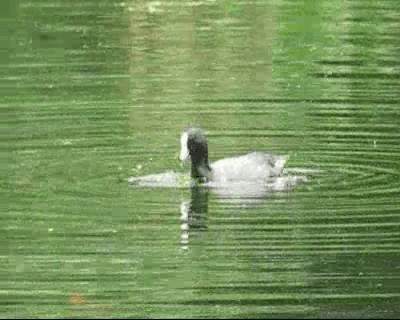 American Coot - ML201973111