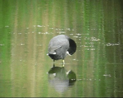 American Coot - ML201973121