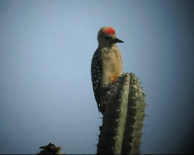 Red-crowned Woodpecker - ML201973171