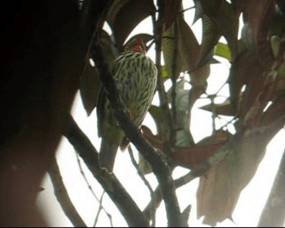 Red-banded Fruiteater - ML201973201