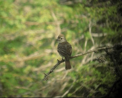 Northern Scrub-Flycatcher - ML201973301